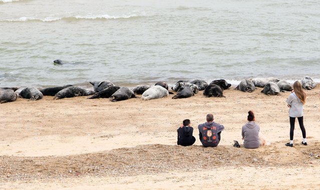 People watch a grey seal colony on the beach in Norfolk, UK on July 23, 2025. (Photo by Matthew Chattle/Rex Features/Shutterstock)