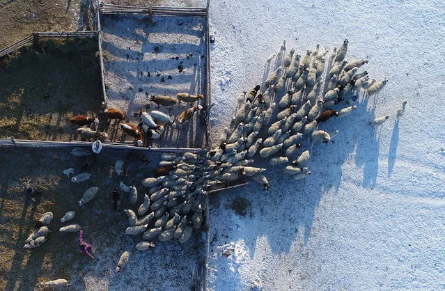 An aerial view shows the cattle at the nomad camp of farmer Tanzurun Darisyu located in Kara-Charyaa area south of Kyzyl town, the administrative centre of the Republic of Tuva (Tyva region), with air temperature at about minus 27 degrees Celsius (minus 16.6 degrees Fahrenheit), in Southern Siberia, Russia February 14, 2018. (Photo by Ilya Naymushin/Reuters)