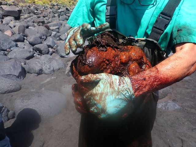 An undated handout photo made available by the Health Animal Institute of the University of Las Palmas on 10 April 2024, shows a 9.5 kg ambergris stone, valued at more than half a million euros, which was found in the stomach of a sperm whale in La Palma, Canary Islands, Spain. The dead sperm whale was found stranded on Los Nogales beach in La Palma, Canary islands on, 21 May 2023 and the magazine Frontiers in Veterinary Science published its necropsyon 08 April 2024, pointing out that the cause of its death was a toxic megacolon resulting from this huge stone found in its stomach. Although ambergris is a substance produced in the stomach of sperm whales, it is only found in very few of these animals, which makes it a very valued item amongst perfume manufacturers. (Photo by Iusa-Ulpgc Handout/EPA/EFE)