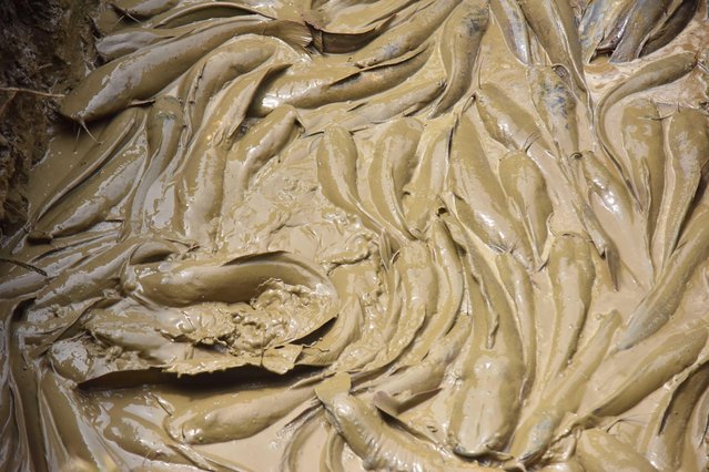 Banned African catfish are buried after Assam police seize a vehicle in Nagaon District, Assam, India, on August 7, 2025. The National Green Tribunal (NGT) bans the cultivation of the Thai Magur in the year 2000, as it poses a threat to other fish in an ecosystem. (Photo by Anuwar Hazarika/NurPhoto/Rex Features/Shutterstock)