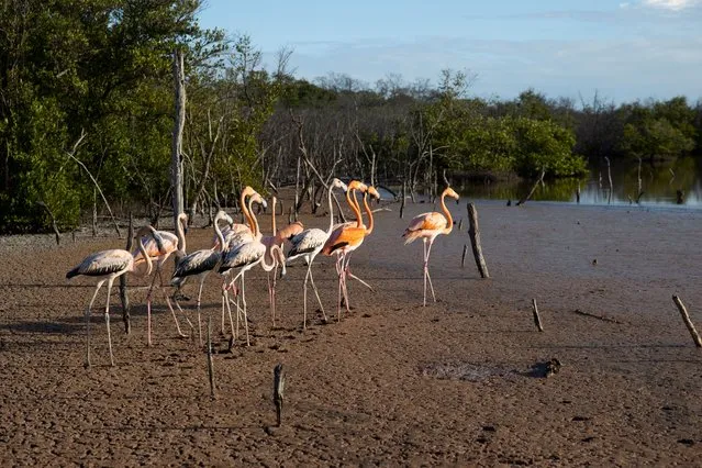Famingos after being released in the mangroves of the Estero Balsa Natural Park, in Montecristi, Dominican Republic, 05 February 2023. With the first light of day, several specimens of flamingos return to nature in the mangroves of Estero Balsa Natural Park, in Montecristi (north of the Dominican Republic), once rescued and rehabilitated after having been a mere ornamental element in hotels in the country. 05 February saw the first release of flamingos from the Rescate Rosado project, which returned six specimens of this migratory bird to their natural habitat, voluntarily handed over by hotel establishments and which lived their first dawn in freedom together with five other birds born in the National Zoo. (Photo by Orlando Barria/EPA/EFE)