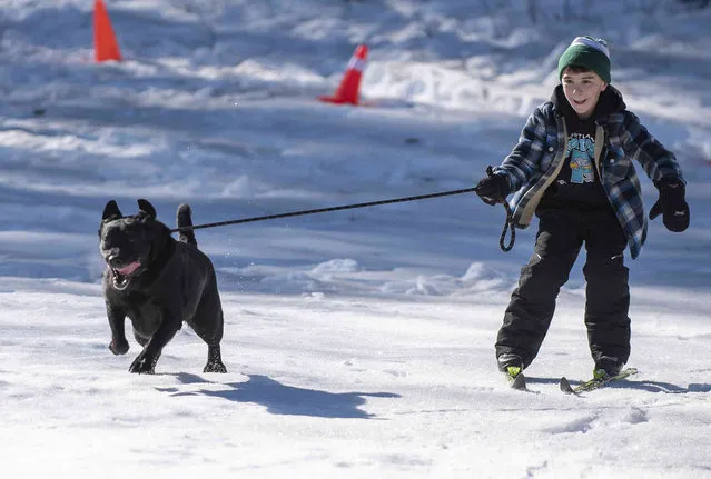 Jack Moreau gets pulled on the snow by his dog Shelby during the Poland Community Winter Festival in Poland, Maine, Saturday, February 11, 2023. (Photo by Russ Dillingham/Sun Journal via AP Photo)