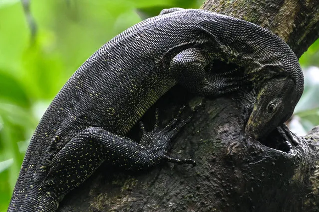 A Malayan monitor lizard hunts for food on top of a tree at Pasir Ris park in Singapore on February 27, 2023. (Photo by Roslan Rahman/AFP Photo)