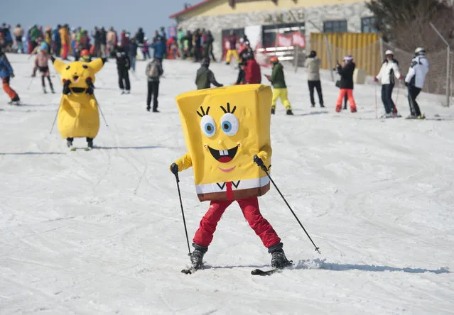 A man dressed as square bob sponge pants skis during the Naked Pig Skiing Carnival at the Yabuli Ski Resort on March 24, 2018 in Harbin of Heilongjiang Province, northeast China. (Photo by Tao Zhang/Getty Images)