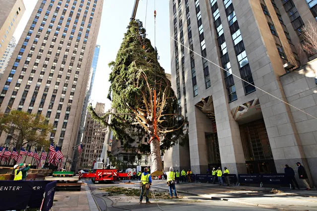 The Rockefeller Center Christmas Tree arrives at Rockefeller Plaza and is craned into place on November 14, 2020 in New York City. (Photo by Cindy Ord/Getty Images)