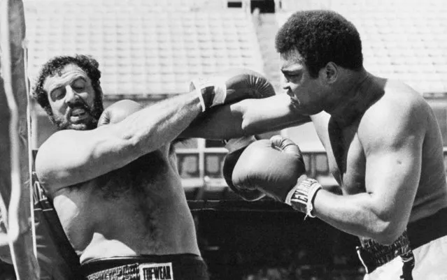  In this July 14, 1979 file photo taken by Associated Press photographer Ed Andrieski, Muhammad Ali, right, scores a big right against Lyle Alzado's chin during the first round of the exhibition boxing match between the former heavyweight champ and Denver Broncos defensive end in Denver, Colo. Andrieski, a retired AP photographer who covered nearly every major news story in Colorado for more than three decades, was found dead on Tuesday, January 16, 2018. He was 73. (Photo by Ed Andrieski/AP Photo)