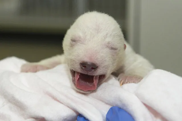 In this image released by the Columbus Zoo and Aquarium , a polar bear cub is tended to at the Columbus Zoo, Friday, November 13, 2015, in Powell, Ohio. The central Ohio zoo said Friday that staff started hand-rearing the week-old female cub after her mother, Aurora, began taking breaks from caring for her. The cub was born on Nov. 6. (Photo by Grahm S. Jones/Columbus Zoo and Aquarium via AP Photo)