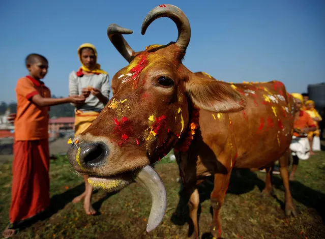 A cow adorned with garlands and smeared with vermilion powder is pictured during a religious ceremony celebrating the Tihar festival, also called Diwali, in Kathmandu, Nepal October 30, 2016. (Photo by Navesh Chitrakar/Reuters)