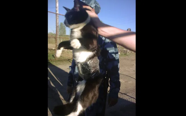 Russian Federal Penitentiary guards capture a smuggler trying to sneak cell phones and chargers into Penal Colony No. 1 near Syktyvkar in Komi province, on June 4, 2013. The guards became suspicious when they noticed a cat with an unusually rotund belly walking atop a fence at the prison. (Photo by AP Photo/Press service of the Russian Federal Penitentiary Service for the Republic of Komi)