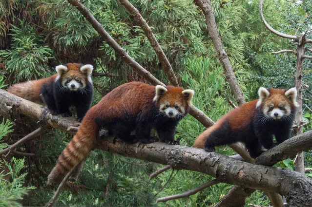 This November 2, 2015 photo provided by the Wildlife Conservation Society shows a red panda flanked by two baby red pandas at the Prospect Park Zoo in the Brooklyn borough of New York, where they have made their debut. (Photo by Julie Larsen Maher/Wildlife Conservation Society via AP Photo)