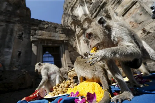 Long-tailed macaques eat fruits during the annual Monkey Buffet Festival at the Phra Prang Sam Yot temple in Lopburi, north of Bangkok, November 29, 2015. (Photo by Jorge Silva/Reuters)