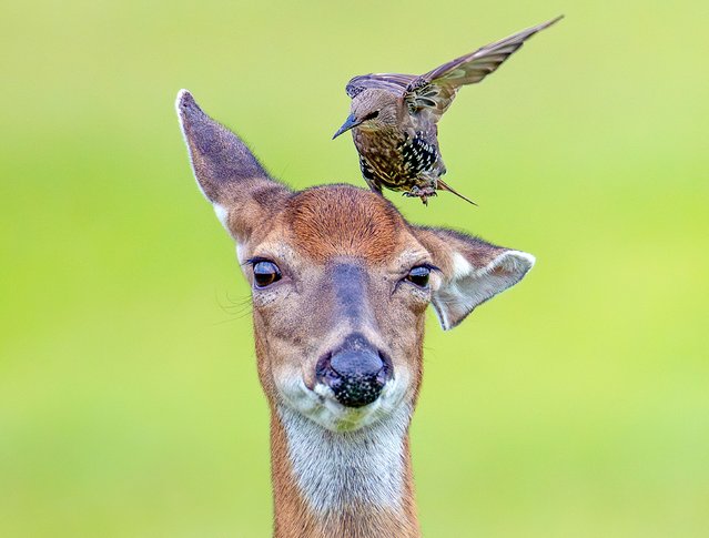A juvenile European starling hops from deer to deer eating insects. The white-tailed deer did not seem at all bothered by the bird - who can be seen cleaning it of ticks and bugs. The starling was one of a flock near the herd of deer in Sandy Hook, New Jersey, USA in the last decade of November 2025. (Photo by Erik Kessler/Solent News & Photo Agency)