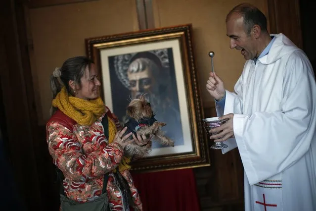 A woman holds her dog as it is blessed by a priest outside San Anton church in Churriana, near Malaga, southern Spain, January 17, 2015. Pet owners bring their animals to be blessed every year on the day of San Anton, Spain's patron saint of animals. (Photo by Jon Nazca/Reuters)