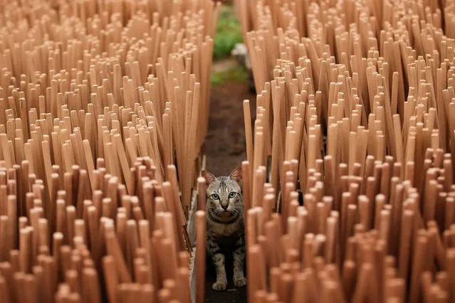 A cat is seen among incense sticks drying at a home-industry factory, ahead of the Chinese Lunar New Year, in Tangerang, on the outskirts of Jakarta, Indonesia, February 10, 2021. (Photo by Willy Kurniawan/Reuters)