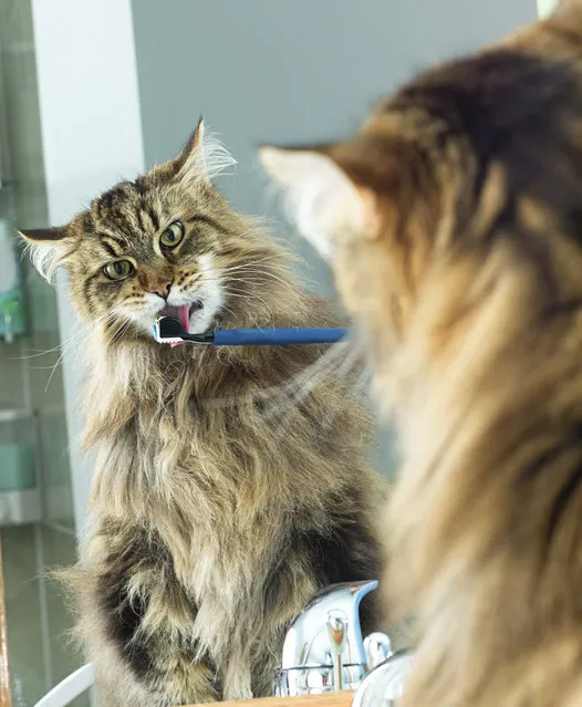 A Maine Coon Cat gets his teeth brushed while looking in a bathroom mirror. (Photo by Ryerson Clark/Getty Images)