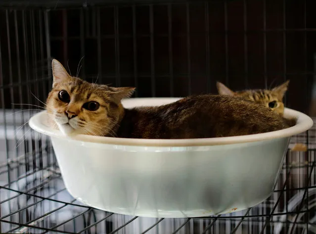 Cats that were rescued by Sakae Kato, rest in a cage at Kato's home, in a restricted zone in Namie, Fukushima Prefecture, Japan, February 20, 2021. (Photo by Kim Kyung-Hoon/Reuters)
