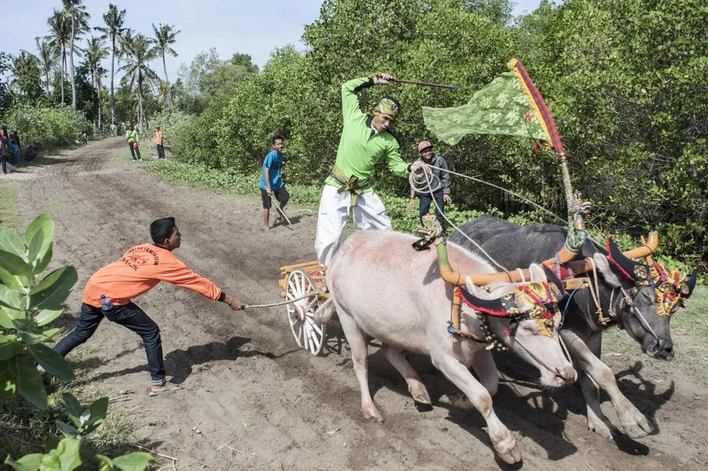 Competitors Gather for the Traditional Water Buffalo Race