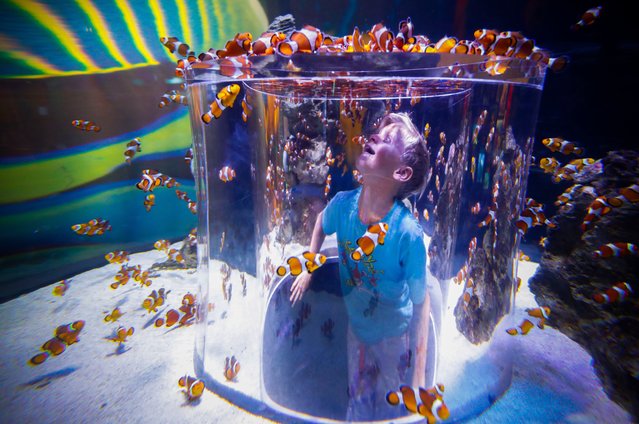 A boy observes clownfish swimming in an emmersive display at the Two Oceans Aquarium in Cape Town, South Africa on July 22, 2018. (Photo by Nic Bothma/EPA/EFE/Rex Features/Shutterstock)