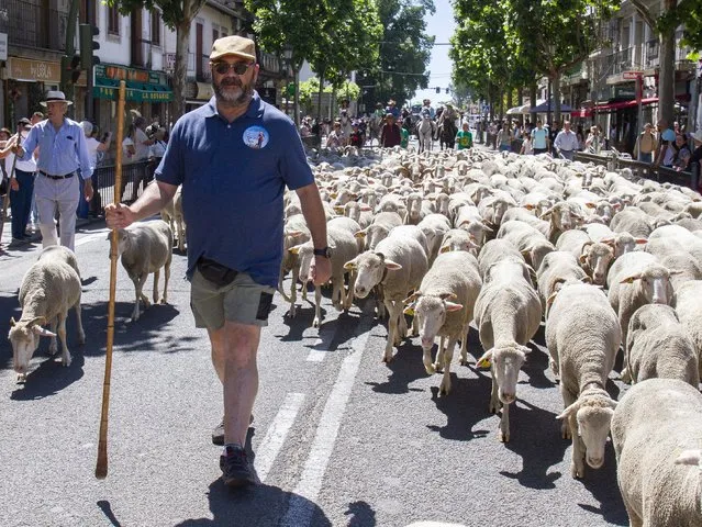 Sheep from the Trashumancia flock roam the streets of Guadarrama, June 5, 2022, in Guadarrama, Madrid, Spain. The sheep flock is made up of about 1,200 sheep guided by the president of the Trashumancia y Naturaleza Association. The sheep arrived on Friday in the area of El Gurugu to help in the work of clearing natural areas with the aim of giving visibility to extensive livestock farming and the environmental advantages of this form of grazing. The sheep walk through the streets of Guadarrama coincides with World Environment Day. (Photo By Rafael Bastante/Europa Press via Getty Images)