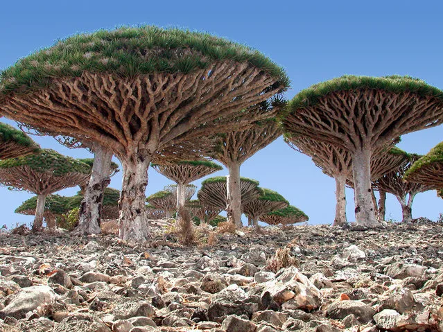 The Wonder Land of Socotra, Yemen