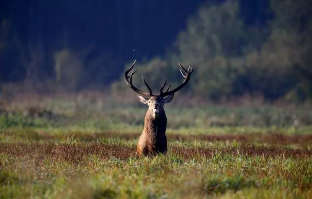 A male deer stands in a field in Republican landscape reserve "Nalibotsky" near the village of Kozliki, Belarus September 20, 2018. (Photo by Vasily Fedosenko/Reuters)