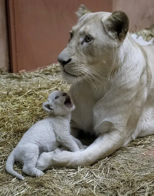A white lioness and one of her three cubs are seen at a private zoo called "12 Months" in the town of Demydiv, Ukraine, January 13, 2016. (Photo by Gleb Garanich/Reuters)