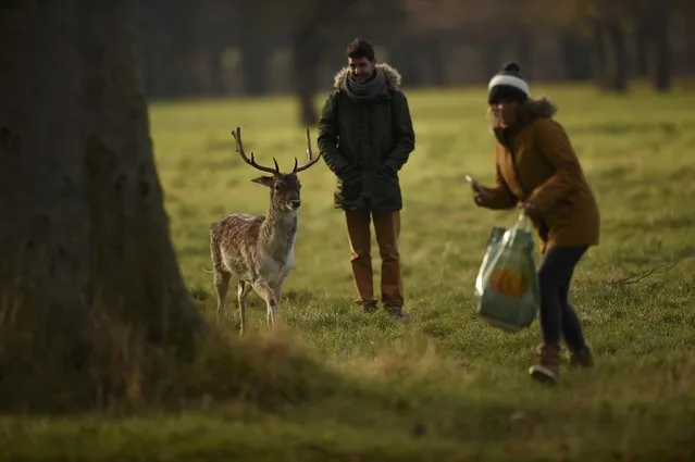 A woman is startled by an approaching deer in the Phoenix Park in Dublin, Ireland December 5, 2016. (Photo by Clodagh Kilcoyne/Reuters)