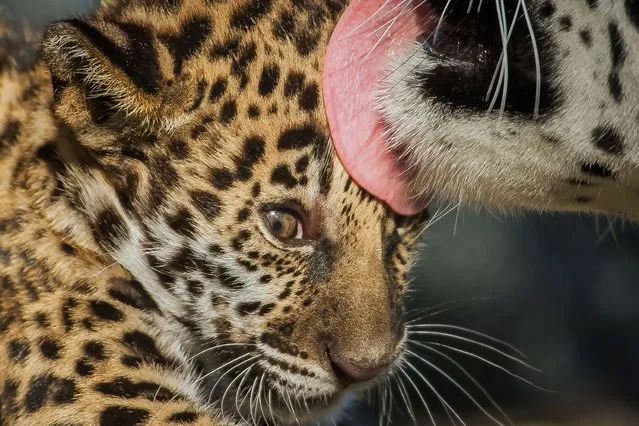 A gorgeous baby jaguar cub has made his first public appearance – under the watchful eye of his mum, on Oktober 7, 2013. (Photo by Caters News Agency)