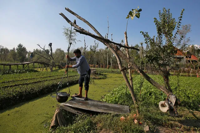 A man irrigates his floating vegetable garden in the interiors of Dal Lake in Srinagar October 2, 2018. (Photo by Danish Ismail/Reuters)