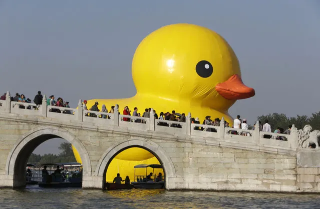 An inflated Rubber Duck by Dutch conceptual artist Florentijn Hofman floats on the Kunming Lake at the Summer Palace in Beijing September 26, 2013. The 18-metre-high (59 ft.) inflatable sculpture will be displayed at the historic tourist attraction for a month, local media reported. (Photo by Jason Lee/Reuters)