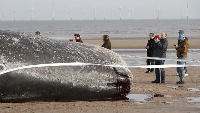A sperm whale lies on the sand after being washed ashore at Skegness beach in Skegness, Britain January 25, 2016. (Photo by Andrew Yates/Reuters)
