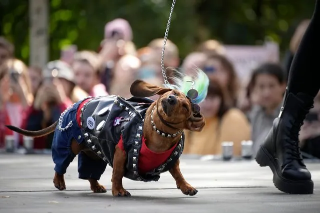 A woman walks a podium with her dachshund during a dachshund parade festival in St. Petersburg, Russia, Saturday, September 16, 2023. (Photo by Dmitri Lovetsky/AP Photo)