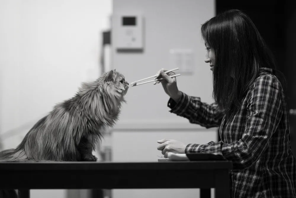 Cat's Daily Life in Tokyo