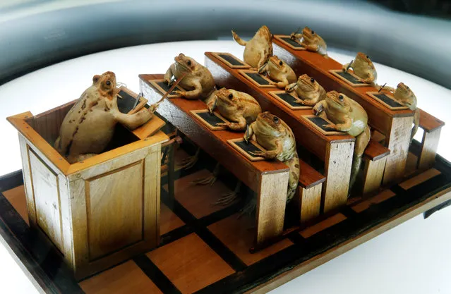 Frogs attending school at the Frog Museum, a collection of 108 stuffed frogs in scenes portraying everyday life in the 19th-century and made by Francois Perrier, in Estavayer-le-Lac, Switzerland on November 7, 2018. (Photo by Denis Balibouse/Reuters)