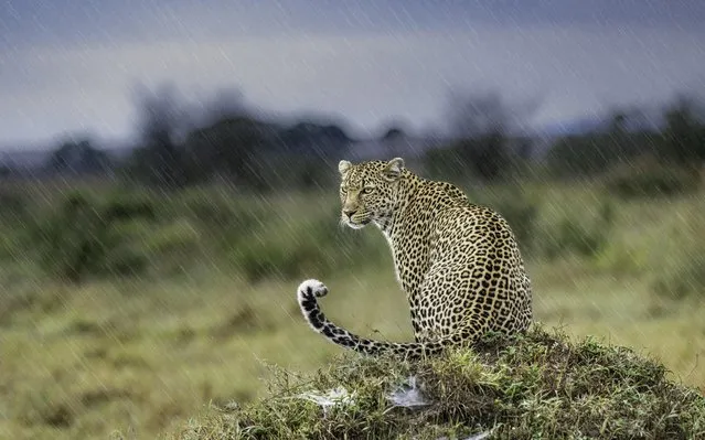 A leopard in the Masai Mara in Kenya in the first decade of October 2023 studiously ignores a sudden downpour. (Photo by Ivan Glaser/Animal News Agency)