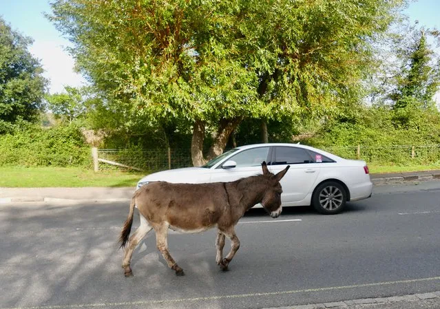 A donkey in the village wanders along the road holing up traffic in Hampshire, UK on October 9, 2023. (Photo by Geoffrey Swaine/Rex Features/Shutterstock)