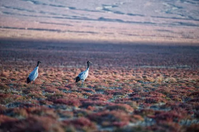 This photo taken on October 13, 2023 shows black-necked cranes at the Altun Mountains National Nature Reserve in northwest China's Xinjiang Uygur Autonomous Region. With an average altitude of 4,580 meters, the Altun Mountains National Nature Reserve covers a total area of 45,000 square kilometers. The reserve is a representative of plateau desert ecosystem in China and is home to a wide variety of rare animals. (Photo by Xinhua News Agency/Rex Features/Shutterstock)