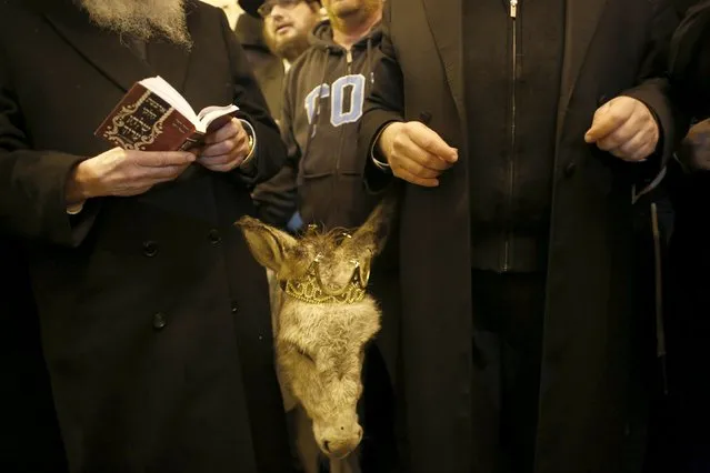Jewish worshippers stand next to a donkey which was decorated during a religious Jewish ceremony called “pettar hamor” or the redemption of the firstborn donkey on Mount Zion outside Jerusalem's Old City February 6, 2016. In accordance with Jewish biblical law, the firstborn male donkey must be given as an offering to a “Cohen”, a Jewish priest, but is often exchanged during the ceremony for a sheep or goat. (Photo by Ronen Zvulun/Reuters)