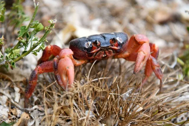 A Christmas Island red crab on its home island, south of Indonesia on November 4, 2023. Each year at around this time, the red crabs travel from the forest to the coast, where they dig a burrow to mate. Their migration has been delayed this year due to a lack of rain. (Photo by Bianca de Marchi/AAP)