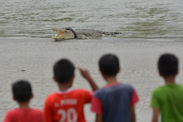 Children watch as a crocodile with a motorcycle tires stuck around its neck sunbaths on river in Palu, Central Sulawesi, Indonesia December 4, 2016. (Photo by Basri Marzuki/Reuters/Antara Foto)