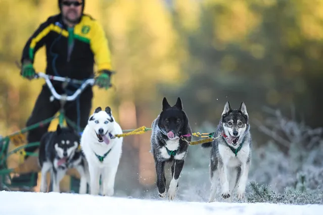 Musher Ian Sinclair and his huskies practice at a forest course ahead of the Aviemore Sled Dog Rally on January 23, 2019 in Feshiebridge, Scotland. Huskies and sledders prepare ahead of the Siberian Husky Club of Great Britain 36th race taking place at Loch Morlich this weekend near Aviemore. (Photo by Jeff J. Mitchell/Getty Images)