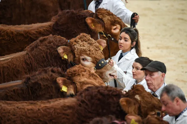 Farmers attend the annual Stirling Bull Sales event, one of the biggest in the UK, which runs over two weeks at United Auction on February 4, 2019 in Stirling, Scotland. Around 12,000 British and international farmers, commercial buyers and pedigree enthusiasts are visiting the city for the event, which will feature ten pedigree breeds. (Photo by Jeff J. Mitchell/Getty Images)