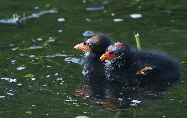 In this April 9, 2015 photo, two young purple gallinule swim in the recycled waters at the Wakodahatchee Wetlands in Delray Beach, Fla. More than 150 species, from migrating birds to native tropical birds, have been spotted at Wakodahatchee. (AP Photo/J Pat Carter)
