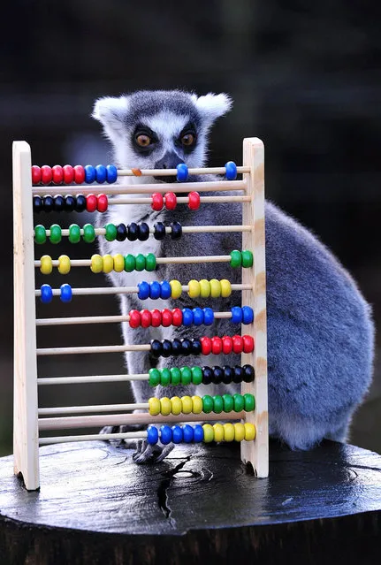 A ring-tailed lemur looks at an abacus during a photo call for Whipsnade Zoo's annual stocktake in Dunstable, Bedfordshire, north of London, on January 7, 2014. (Photo by Carl Court/AFP Photo)