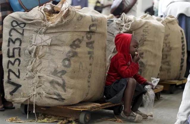 A Zimbabwean child sits between bales at the Boka Tobacco Auction Floors in Harare, Zimbabwe April 14, 2015. (Photo by Philimon Bulawayo/Reuters)