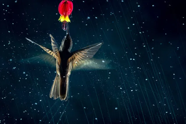 Birds in flight, silver winner: The Art of Motion, Nicolas Reusens, Spain. A hummingbird feeds from a flower. (Photo by Nicolas Reusens/2021 Bird Photographer of the Year)