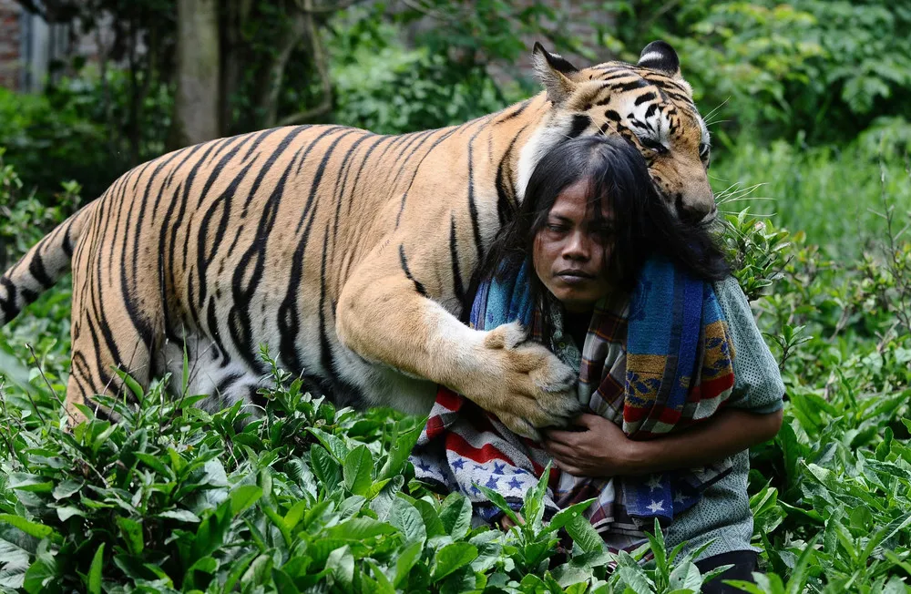 Indonesian Man Best Friends with 28 Stone Bengal Tiger