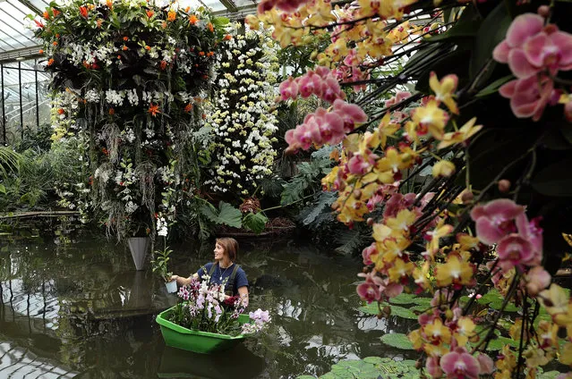 Botanical Horticulturalist Hannah Button poses momentarily while completing an Orchid display in the Princess of Wales Conservatory at the Royal Botanic Gardens, Kew on February 2, 2017 in London, England. The “Orchids” festival runs from February 4, 2017 and features over 3600 different orchids from across the world. The display took the team of 45 volunteers and horticulturalists over 1600 hours to create. (Photo by Dan Kitwood/Getty Images)