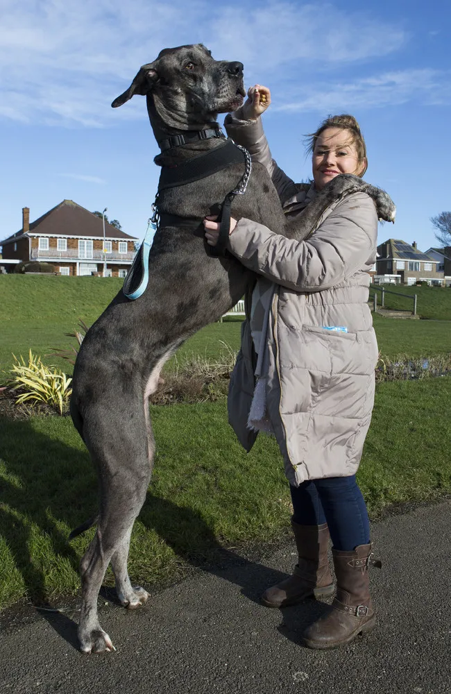 Britain’s Tallest Dog