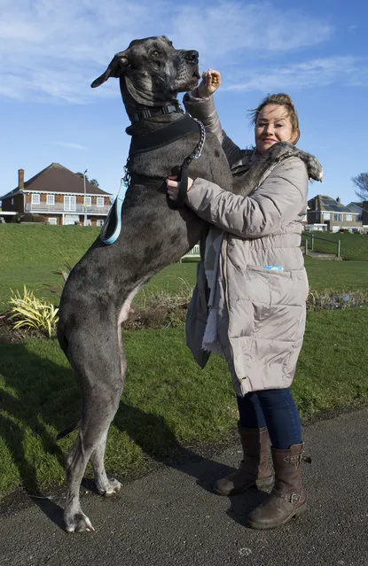 Britain's biggest dog, 18 month old great Dane, Freddy stands on its hind legs as owner Claire Stoneman feeds him outside her home in Southend-on-Sea, Essex, England. (Photo by Matt Writtle/Barcroft Media)